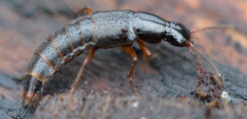 Réf. 333 437 : Quedius sp.